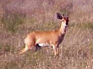 Steenbuck or Phudufudu at Wolwespruit Nature Reserve
